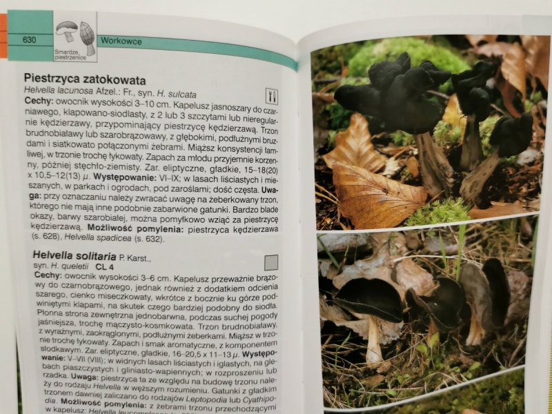 GRZYBY. WIELKI ILUSTROWANY PRZEWODNIK - Ewald Gerhardt