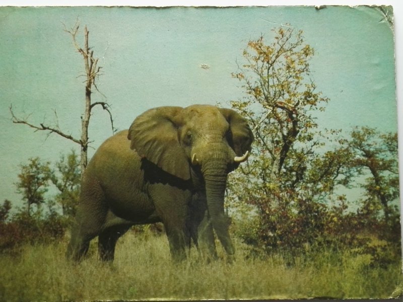 WILD LIFE - DIERELEWE MAJESTIC ELEPHANT NEAR TREES