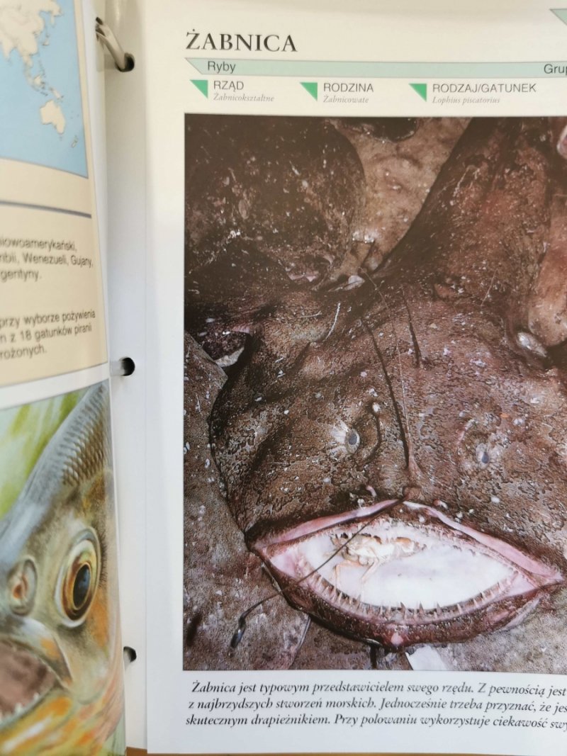 ENCYKLOPEDIA ZWIERZĄT OD A DO Z. 6 SEGREGATORÓW