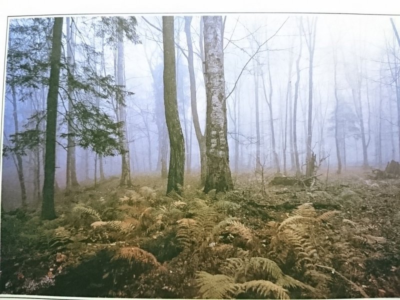 LAS FOT. ANDRZEJ STACHURSKI