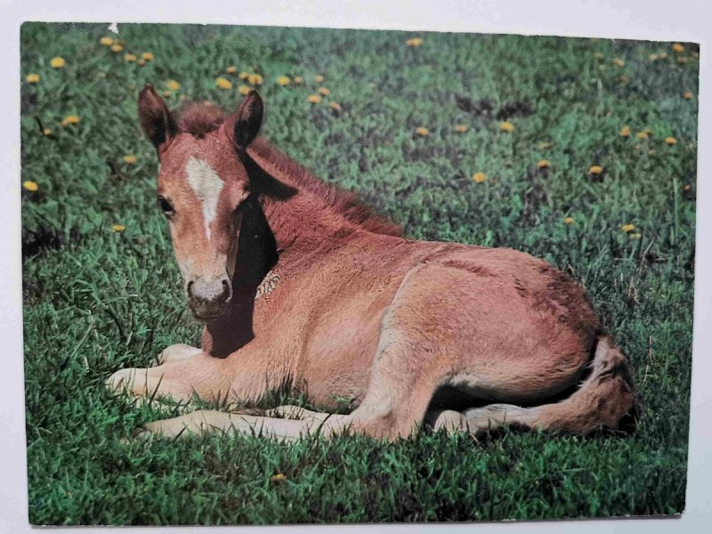 STADNINA KONI HUCULSKICH TABUN. ŹREBAK FOT. BILIŃSCY