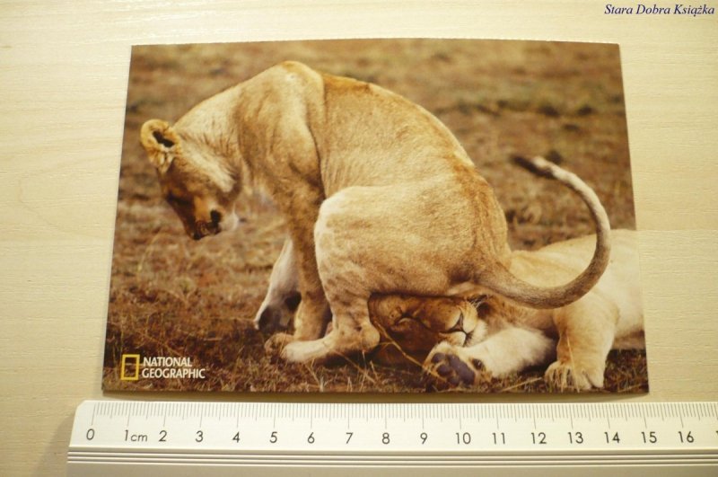 AFRICAN LIONS