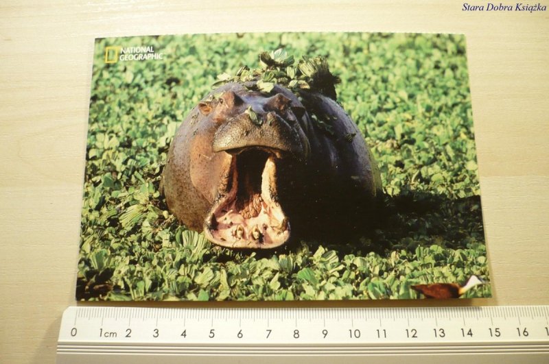 HIPPOPOTAMUS