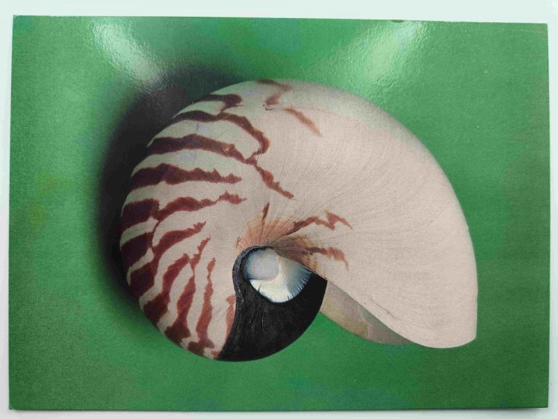 NAUTILUS POMPILIUS ŁODZIK
