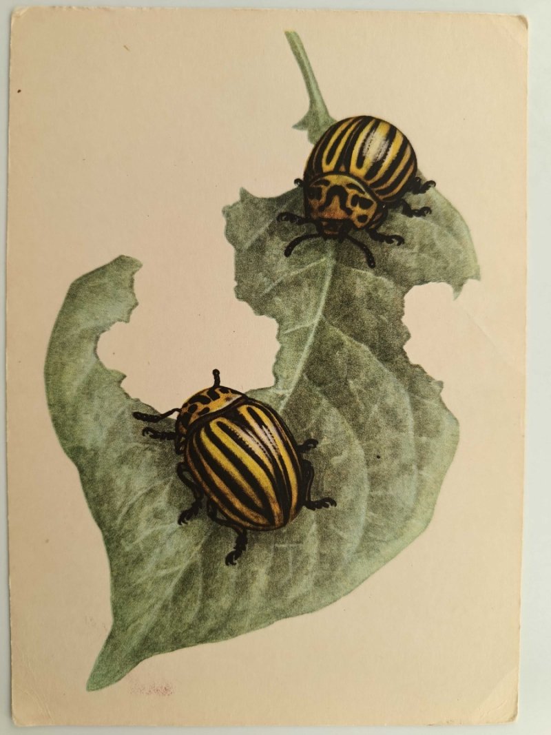 STONKA ZIEMNIACZANA J. DESSELBERGER