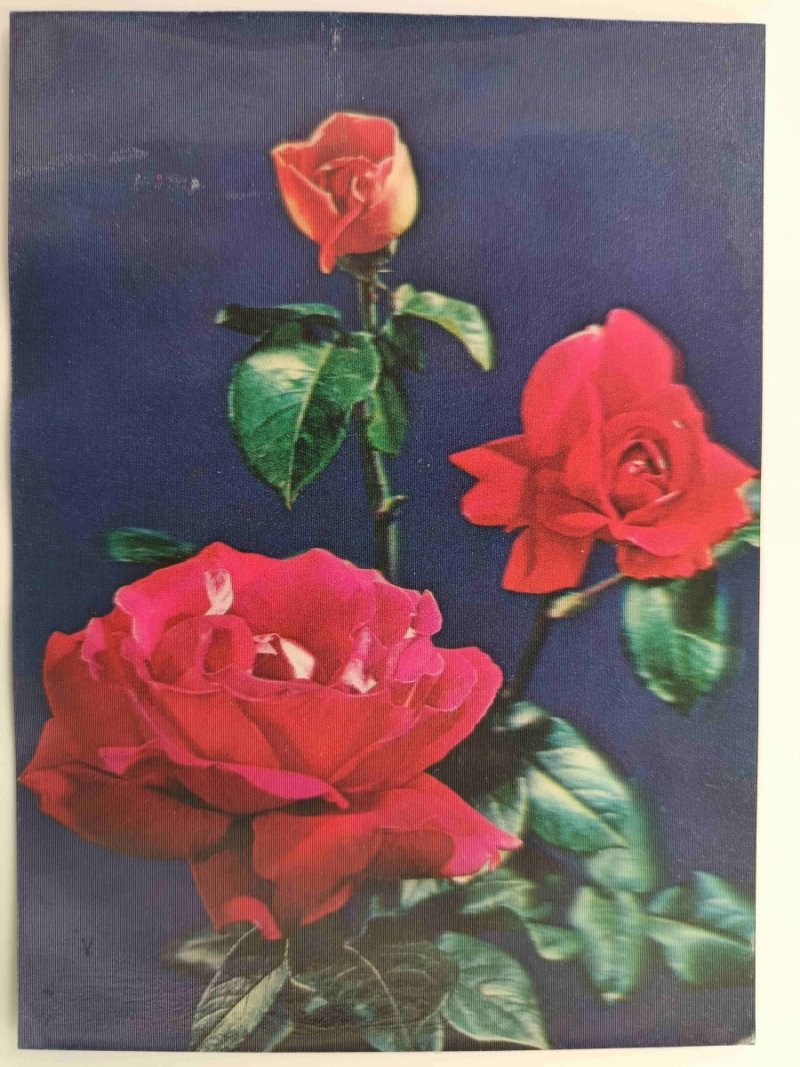 RÓŻE TRÓWYMIAR