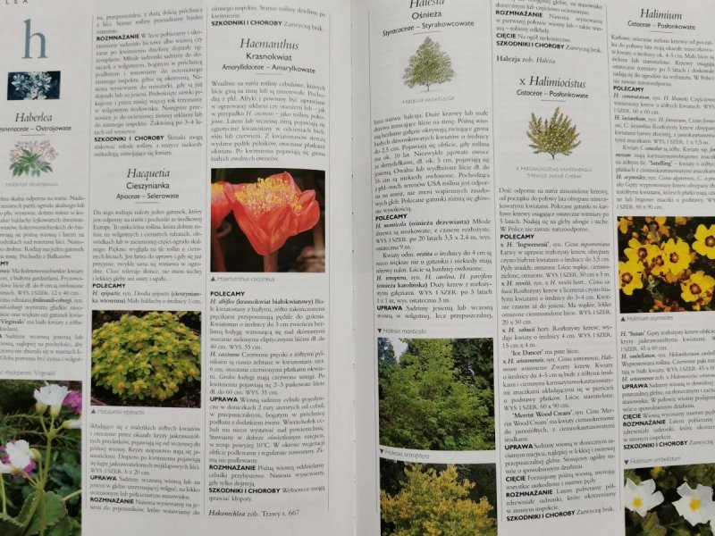 WIELKA ILUSTROWANA ENCYKLOPEDIA ROŚLIN OGRODOWYCH 