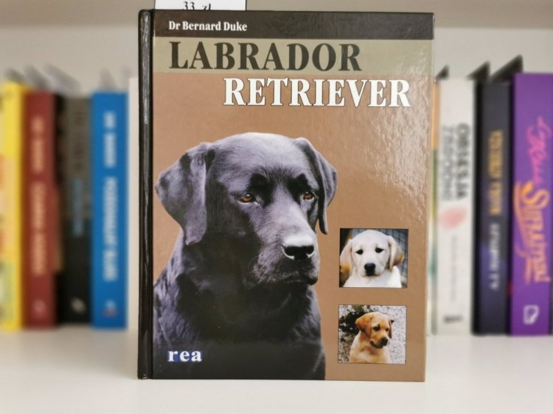 LABRADOR RETRIEVER - Dr Bernard Duke