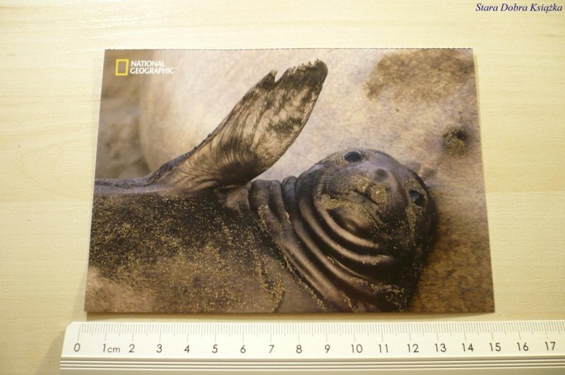 NORTHERN ELEPHANT SEAL
