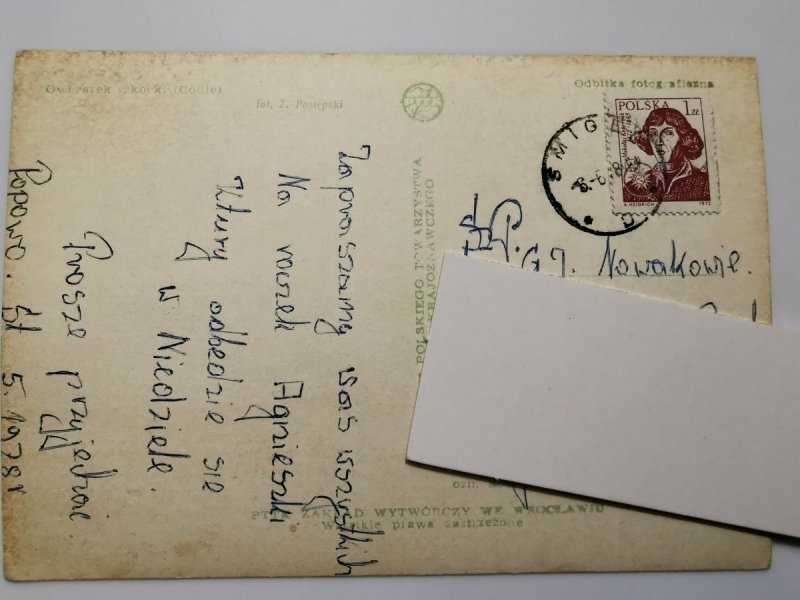 OWCZAREK SZKOCKI COLIE FOT. POSTĘPSKI
