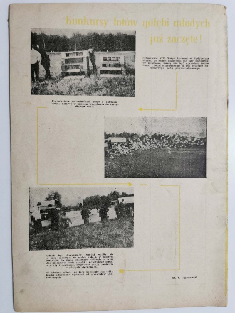 HODOWCA GOŁĘBI POCZTOWYCH NR 8 1960