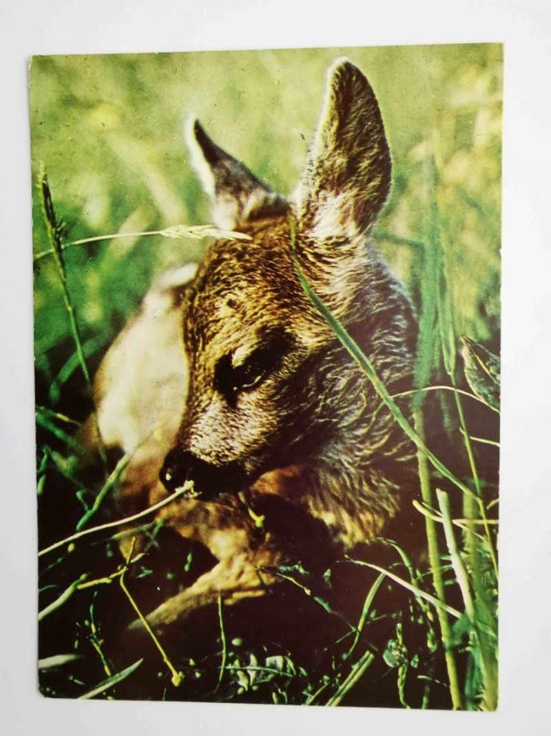 MŁODA SARNA – CAPREOLUS FOT. SAWICKI