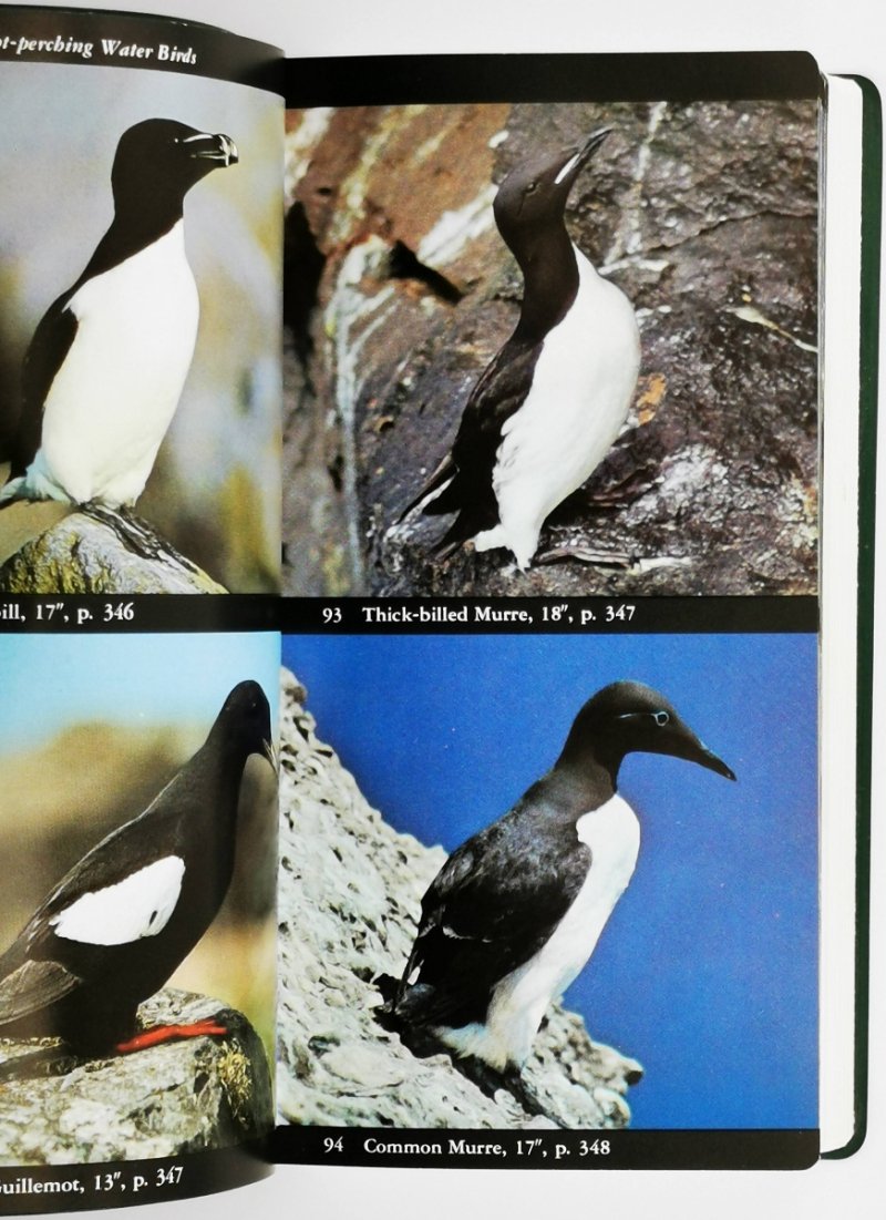 THE AUDUBON SOCIETY FIELD GUIDE TO NORTH AMERICAN BIRDS - Estern Region