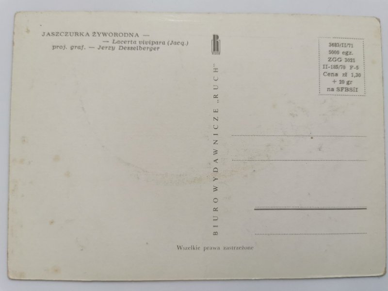 JASZCZURKA ŻYWORODNA – LACERTA VIVIPARA FOT. DESSELBERGER