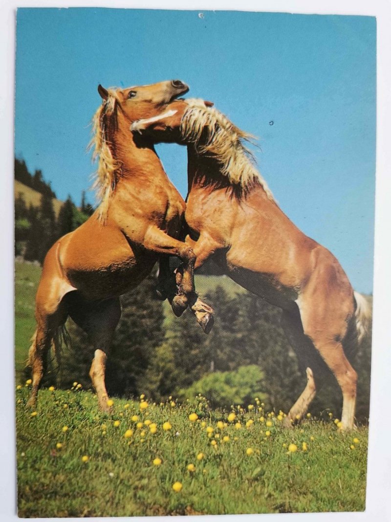 OGIER HAFLINGER FOT. T. MICEK