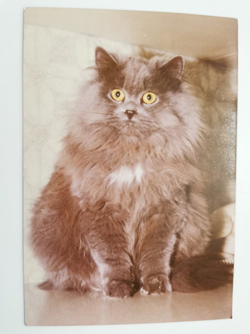PUSZYSTY KOT