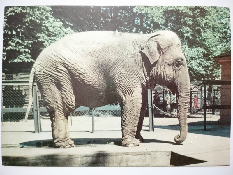 POZNAŃ. MIEJSKI OGRÓD ZOOLOGICZNY. SŁOŃ INDYJSKI FOT. KACZYŃSKI