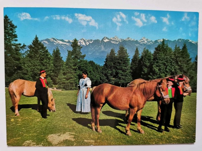 HAFLING0-FALZEBEN BEI MERAN. DIE BEKANNTEN HAFLINGERPFERDE. BLICK ZUR TEXELGRUPPE