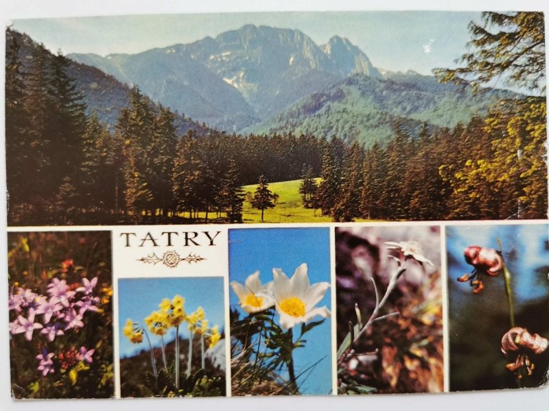 TATRY. GIEWONT. ROŚLINNOŚĆ TATR: GORYCZKA, PIERWIOSNEK WYNIOSŁY FOT. RACZKOWSKI