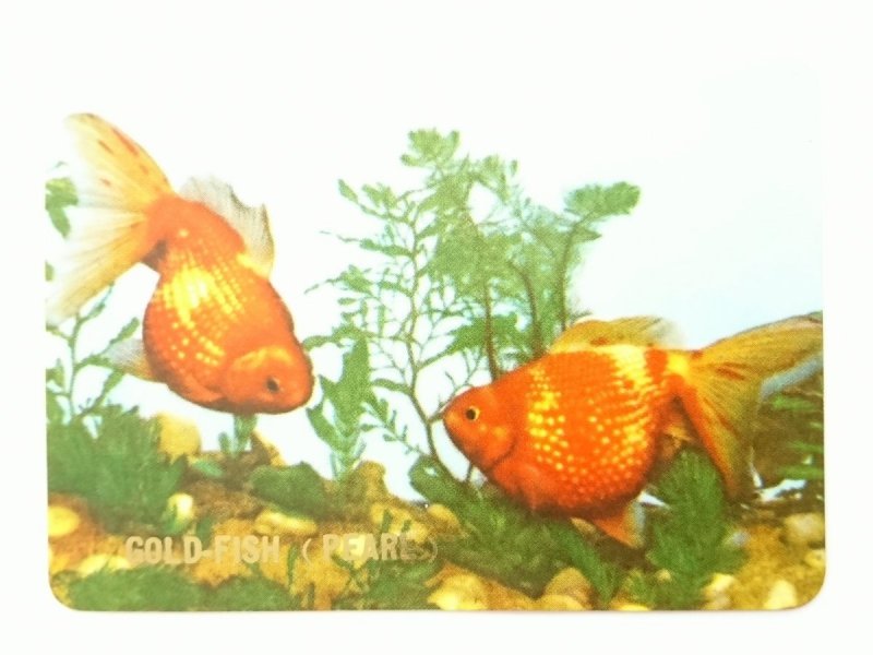 GOLD-FISH (PEARL) KALENDARZYK 1973