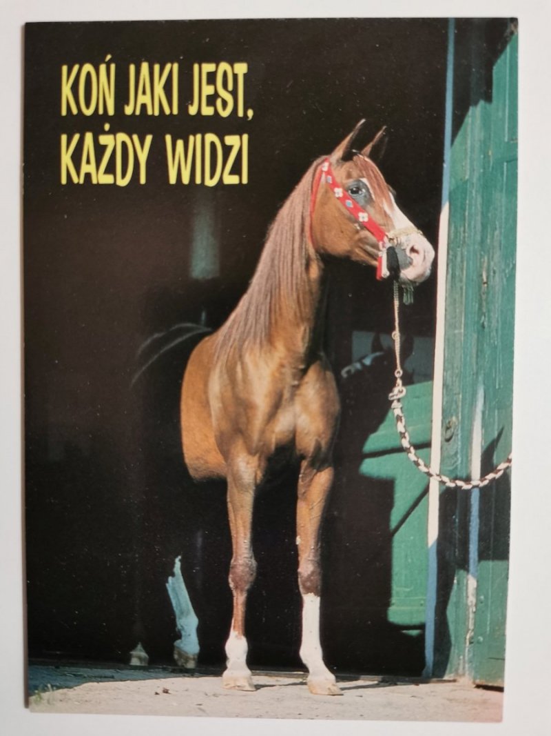 KOŃ JAKI JEST. KAŻDY WIDZI FOT. GADZALSKI