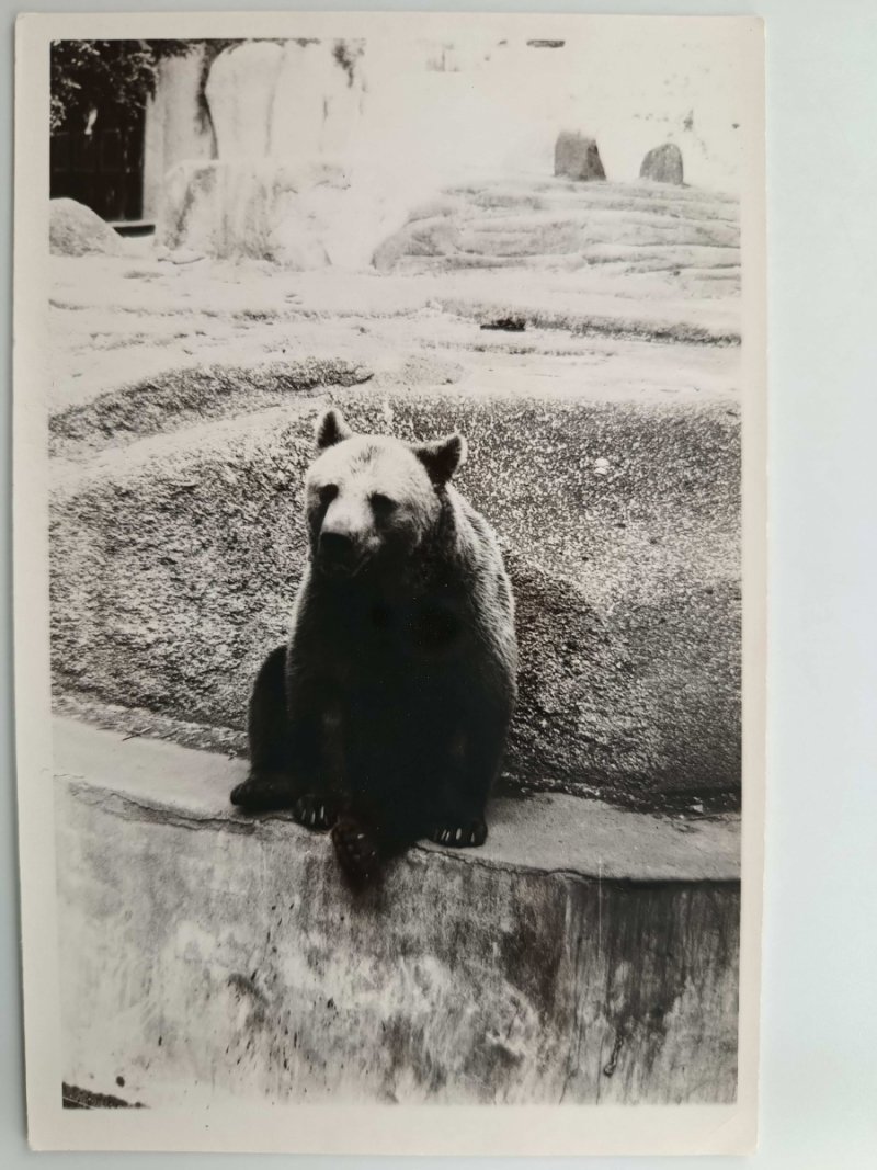 NIEDŹWIEDŹ GRIZZLY W ZOO