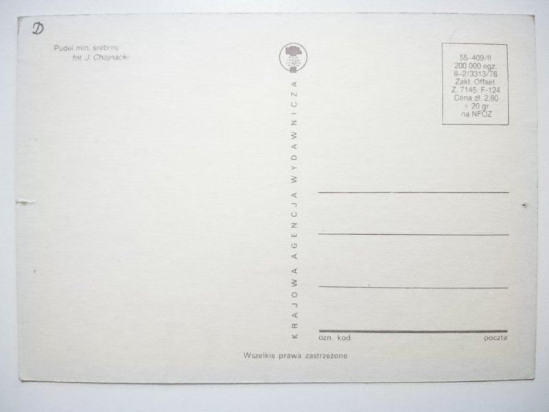 PUDEL MIN. SREBRNY FOT. CHOJNACKI
