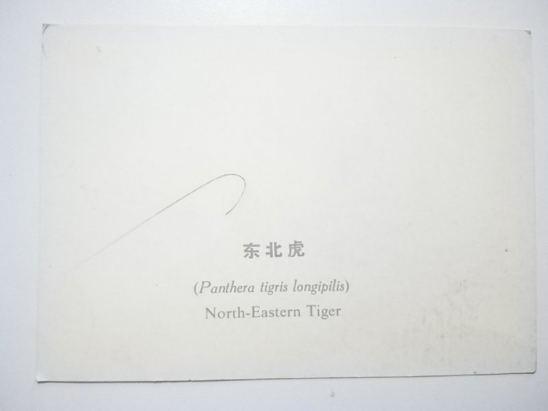 (PANTHERA TIGRIS LONGPILIS) NORTH-EASTERN TIGER