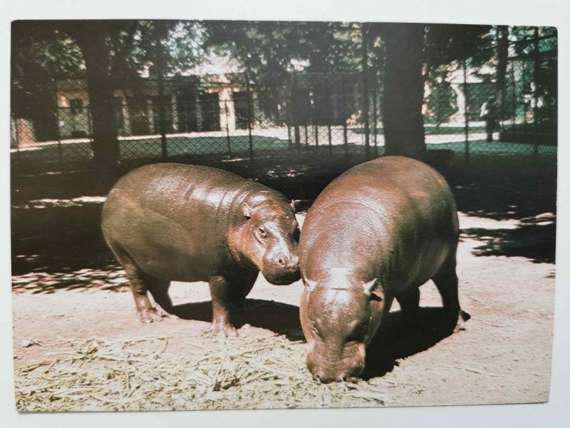 HIPOPOTAM (CHOEROPSIS LIBERIENSIS) FOT. RYSIŃSKI