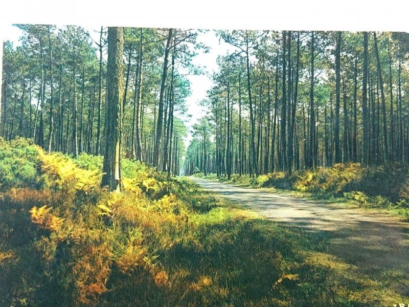 DANS NOS FORETS DE GASCOGNE