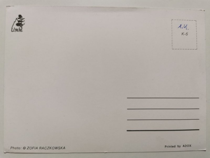 BIAŁY KOŃ Z GRZYWĄ FOT. RACZKOWSKA