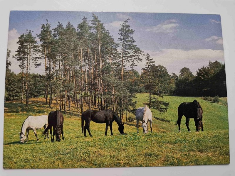 STADNINA KONI W KADYNACH. KLACZE NA PASTWISKU FOT. STACHURSKI