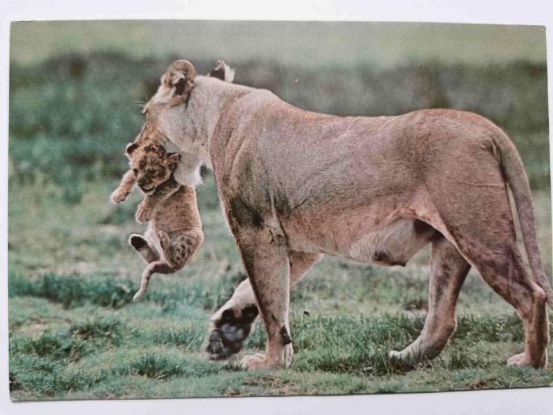 LIONESS CARRYING HER CUB. NGORONGORO CRATER, TANZANIA