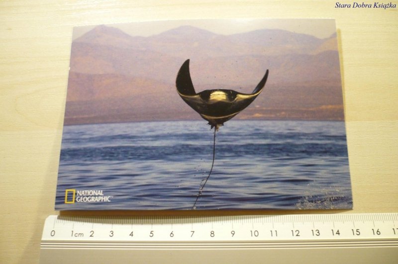 MANTA RAY (MANTA BIROSTRIS)