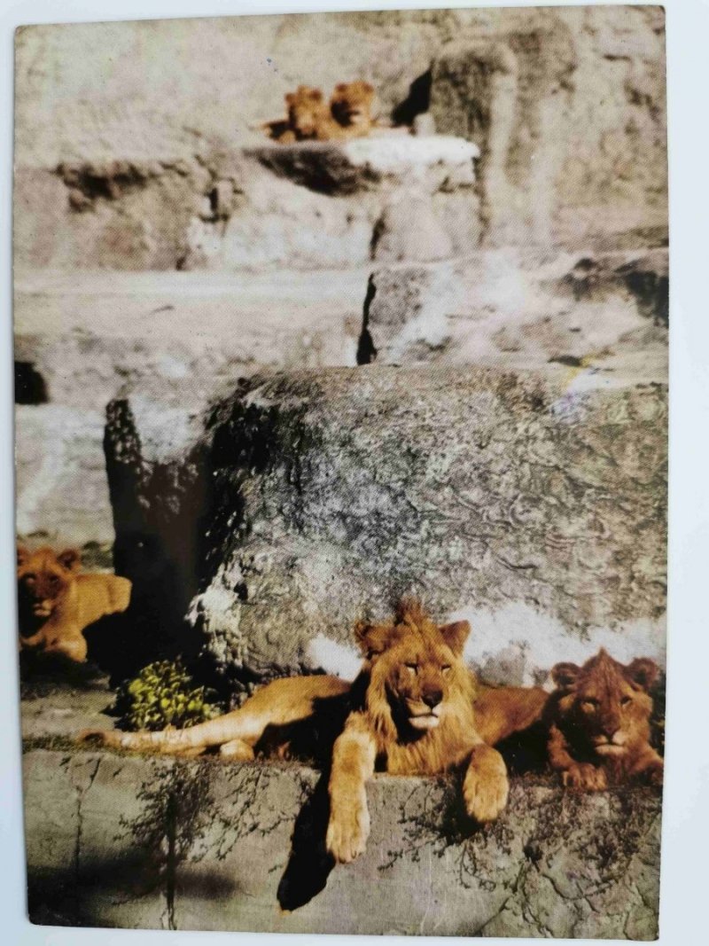 WARSZAWA. MIEJSKI OGRÓD ZOOLOGICZNY. LWY, PANTHERA LEO FOT. P. KRASSOWSKI