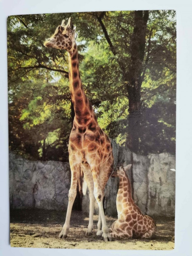 MIEJSKI OGRÓD ZOOLOGICZNY WE WROCŁAWIU. ŻYRAFA, GIRAFFA CAMELOPARDALIS FOT. RACZKOWSKA