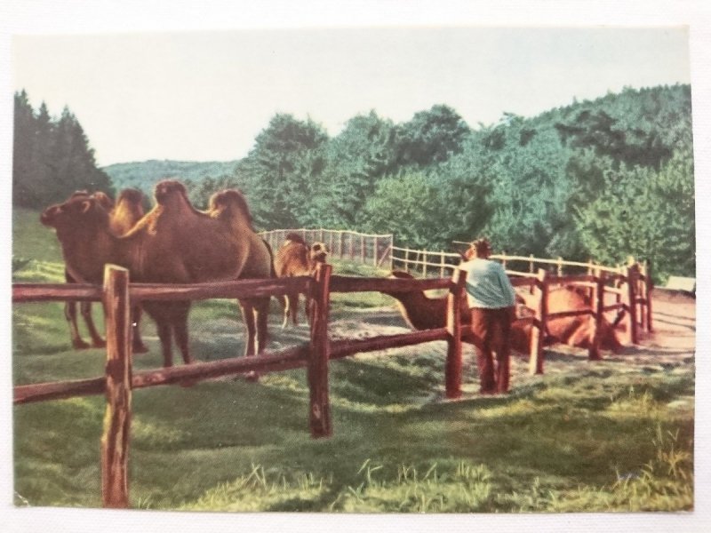 OLIWA – FRAGMENT ZOO FOT. J. WENDOŁOWSKI Wielbłądy 