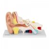 Ucho - model anatomiczny PHYSA 10040319  PHY-EM-1