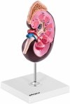Nerka - model anatomiczny - skala 1,5:1 Physa 10040339 4062859971722