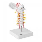 Kręgosłup szyjny - model anatomiczny PHYSA 10040255 PHY-SM-3
