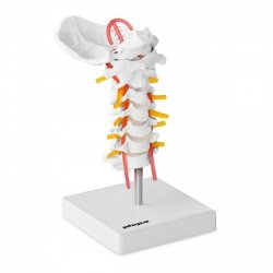 Kręgosłup szyjny - model anatomiczny PHYSA 10040255 PHY-SM-3