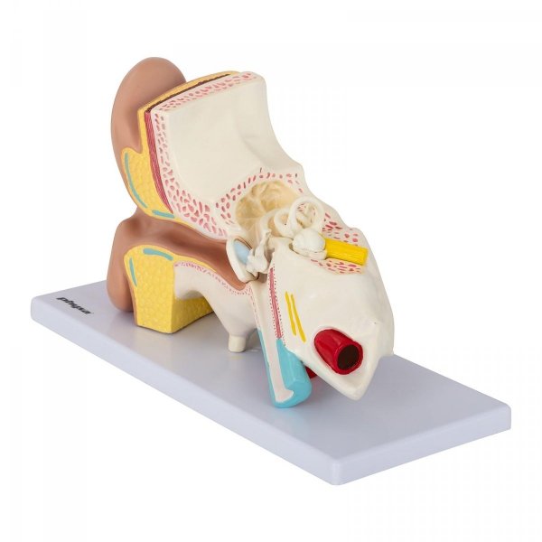Ucho - model anatomiczny PHYSA 10040319  PHY-EM-1