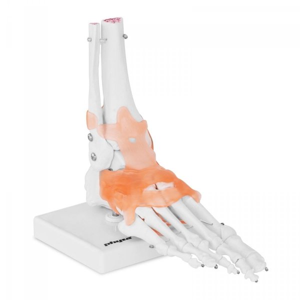 Staw skokowy - z więzadłami - model anatomiczny PHYSA 10040247 PHY-FM-1