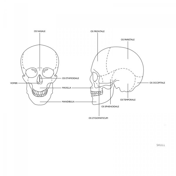 Czaszka człowieka - model anatomiczny - kolorowy PHYSA 10040239 PHY-SK-3