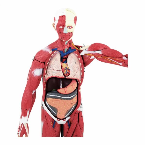 Ciało człowieka 76 cm - model anatomiczny PHYSA 10040349 PHY-BM-5