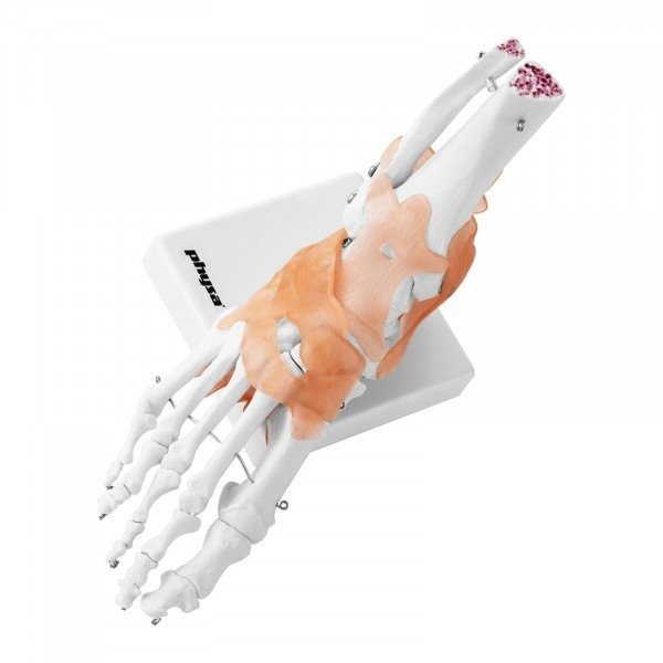 Staw skokowy - z więzadłami - model anatomiczny Physa 10040247 PHY-FM-1