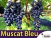 Winorośl Muscat Bleu Sadzonka - odmiana deserowa Vitis 'Muscat Bleu'