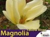 Magnolia denudata Yellow River Sadzonka 