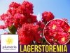 Lagerstroemia czerwona duża sadzonka