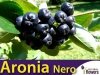 Aronia czarnoowocowa 'Nero' (Aronia melanocarpa) Sadzonka